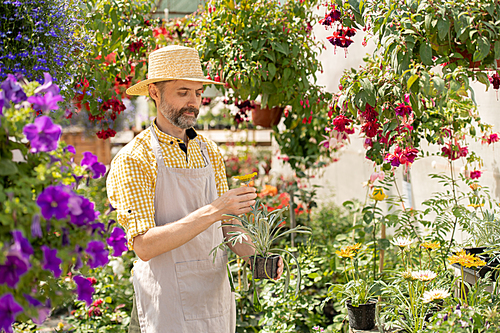 Bearded farmer in hat and apron holding pot with garden flower while standing between flowerbeds on workday
