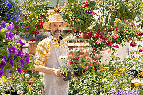 Mature farmer holding two flowerpots with new sorts of flowers while standing among blooming potted plants in the garden