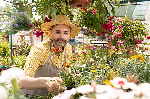 mature farmer or gardener in workwear holding pot with flower while selecting them for  in garden center