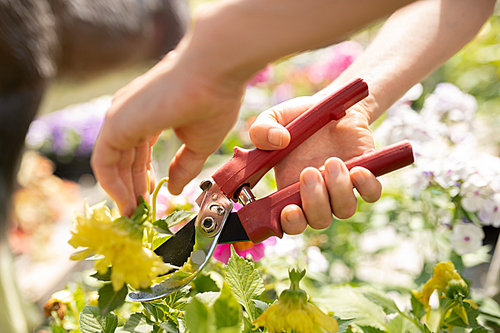 Hands of young female farmer cutting green leaves of garden plant with pruning shears while working in greenhouse