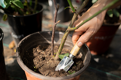 Hand of young farmer or gardener holding work tool to plant new small tree in the pot with soil