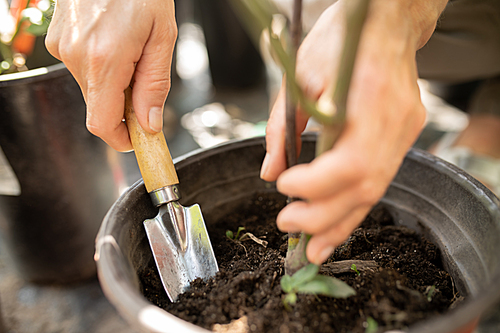 Human hands holding small tree or other garden plant over soil in pot while using worktool in process of planting