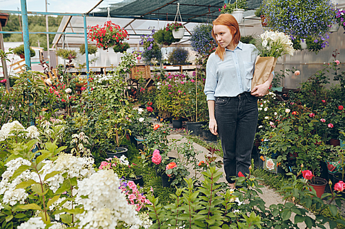 Redhead girl in casual clothing walking over beautiful greenhouse and choosing flowers for own shop