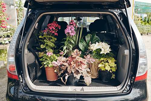 Background image of open car trunk full of various beautiful potted plants bought at flower greenhouse