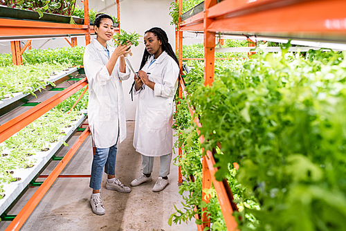 Asian and African female biologists in workwear studying new sorts of plants while standing in aisle of greenhouse