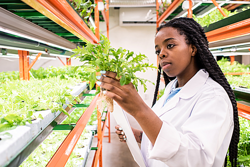 Young African woman in whitecoat holding one of green seedlings while studying its biological characteristics