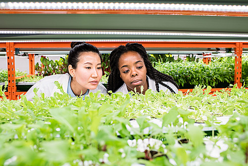 Young female biologists looking at green seedlings on shelf while discussing their characteristics at work in greenhouse