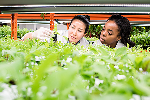 Two female researchers looking at one of green seedlings on shelf while studying their characteristics at work in greenhouse