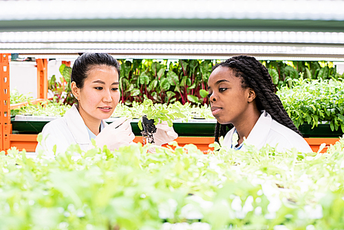 Gloved Asian woman in whitecoat holding green seedling, looking at small leaves and discussing new sort of plant with African colleague