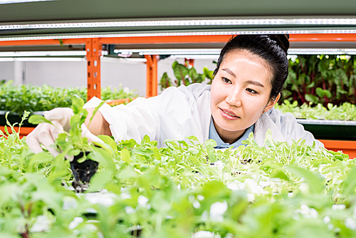 Young Asian female biologist looking at green seedlings on shelf while doing research of new sorts of plants in greenhouse