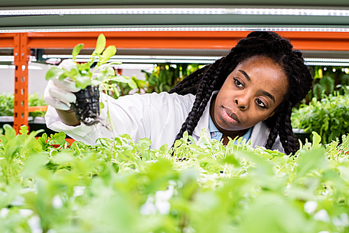 Young African female biologist taking green seedling from shelf while doing research of new sorts of plants in greenhouse