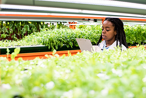 Young African researcher making notes among shelves with green seedlings while working in greenhouse