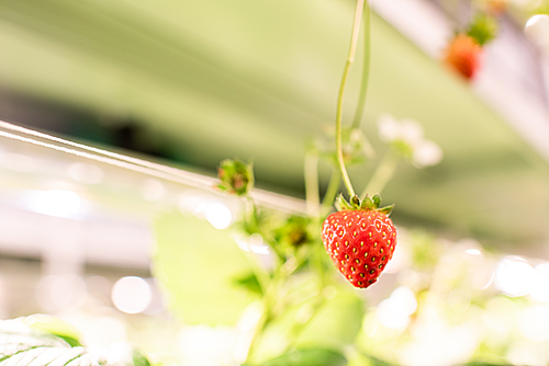 Red ripe appetizing strawberry hanging off one of shelves in greenhouse on background of blooming crops