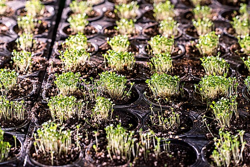 Several rows of small pots with tiny green seedlings growing in greenhouse that can be used as background