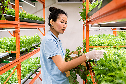 Young gloved Asian female in workwear taking care of green seedlings growing on shelves of large greenhouse