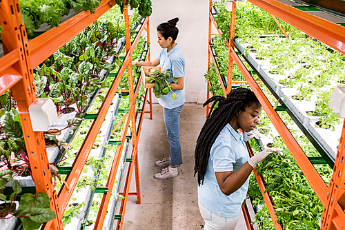 Two intercultural female greenhouse workers making biological selection of green seedlings growing on shelves