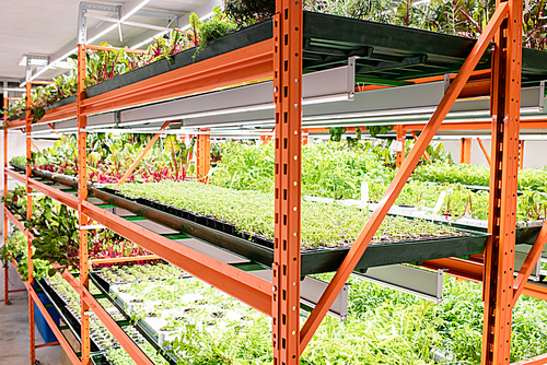 Shelves with green seedlings of various sorts of agricultural plants growing inside large greenhouse