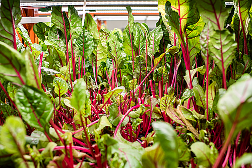 Green seedlings of beet growing in small pots inside contemporary large greenhouse