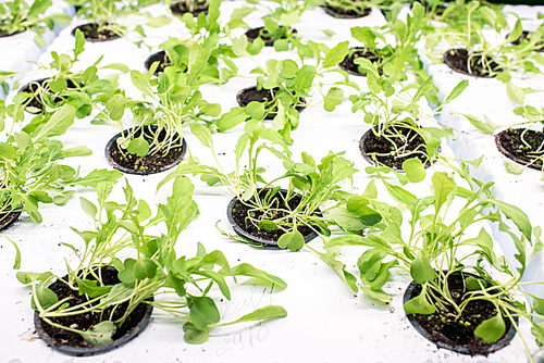 Group of fresh green leaves of radish seedlings in small plastic pots in cells growing inside greenhouse