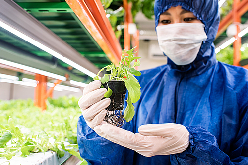 Gloved biologist in protective mask and coveralls holding small pot with green seedling of horticultural plant in greenhouse