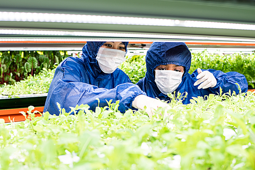 Two greenhouse workers in protective coveralls, gloves and masks looking through green seedlings