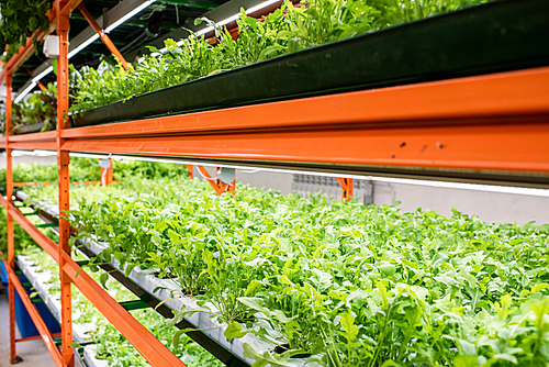 Perspective of green seedlings of new sorts of horticultural plants growing on shelves inside greenhouse