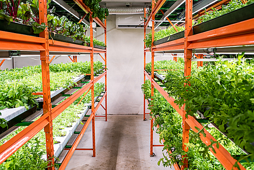 Aisle between large shelves with green seedlings of horticultural plants growing in greenhouse