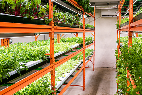 Green seedlings of various kinds and sorts of vegetables growing on large shelves inside greenhouse