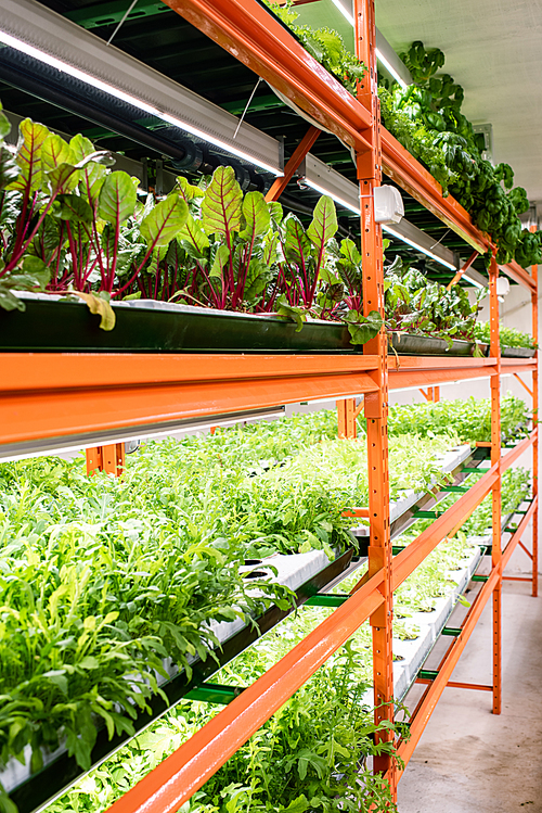 Several shelves with fresh green seedlings of various kinds of vegetables growing inside greenhouse