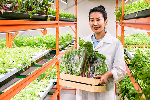 Pretty Asian female agronomist with packed fresh organic food in wooden box moving along aisle between shelves with seedlings