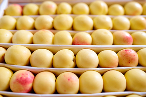 Several rows of fresh ripe yellow nectarines or apricots on fruit display inside contemporary supermarket