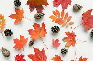 Autumn background with red maple and rowan leaves and firtree cones on white table or other surface