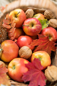 Pile of red ripe apples and walnuts in basket with some maple and rowan leaves picked in the garden