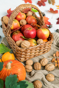 Basket with ripe apples, walnuts and red leaves standing on knitted sweater with two pumpkins near by