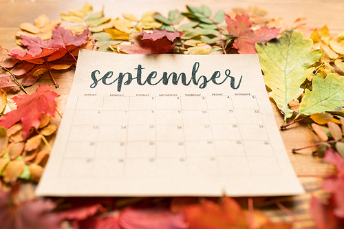 Calendar for September on table with red, yellow and green autumn leaves around