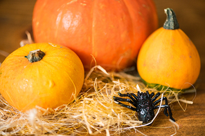 Black toy spider creeping towards three yellow and orange ripe pumpkins on straw making halloween composition