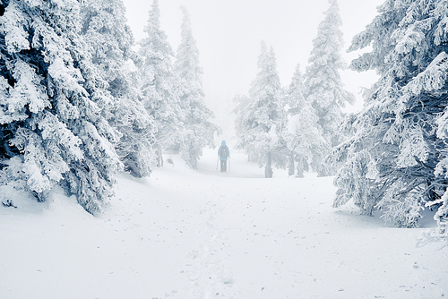 Hiker walking among snowy trees