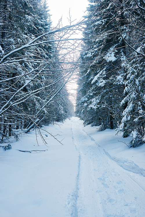 Road among snowy trees