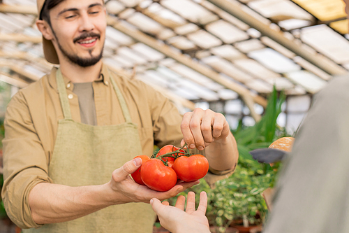 Close-up of positive young male farm seller showing ripe tomatoes on twig to customer at farmers market