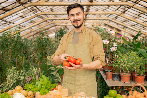 Portrait of cheerful young bearded farmer in apron showing ripe tomatoes grown by him in greenhouse