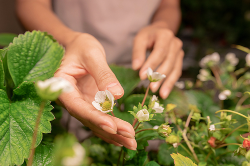 Hands of young contemporary female farmer or gardener holding blossom of strawberry bush blooming on garden bed