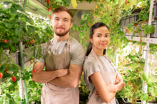 Portrait of smiling confident young agricultural greenhouse workers in aprons standing with crossed arms in narrow aisle