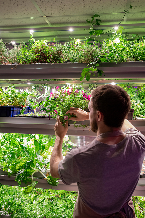 Rear view of young male farmer or selectionist in workwear taking one of growing plants on shelf during work in greenhouse
