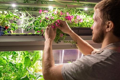 Young male farmer or selectionist in workwear taking sample of one of growing pink petunia flowers during work in greenhouse