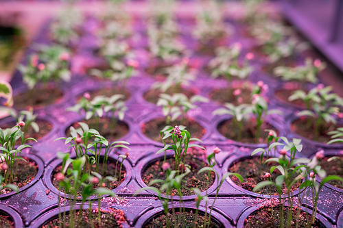 Many rows of green growing seedlings in small pots inside contemporary greenhouse or agroengineering laboratory