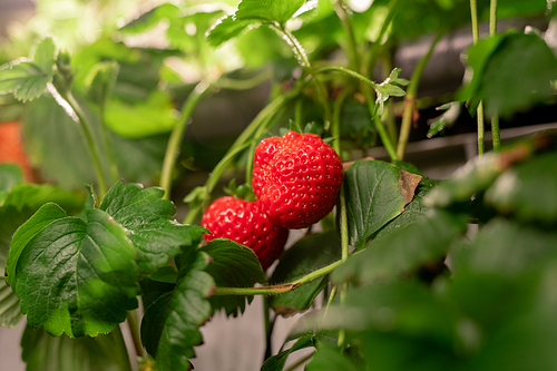 Two red ripe strawberries hanging on bush with green leaves among other garden plants inside greenhouse