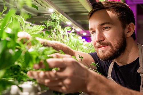 Young bearded selectionist or gardener looking at new sort of greenery growing on shelf in greenhouse