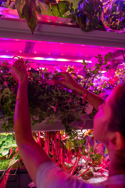 Over shoulder view of woman examining plants growing under LED lamps in greenhouse