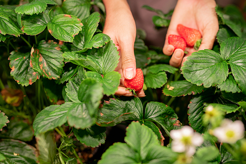 Hands of young female gardener or farmer picking red ripe strawberries growing on plantation or greenhouse