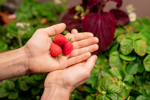 Hands of young male selectionist or farmer holding red ripe strawberries growing on plantation or greenhouse